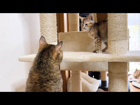 子猫と先輩猫初ご対面！ご対面中なのに寝床を探す先輩猫笑(YouTube)