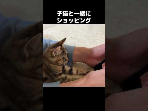 子猫と一緒にお買い物をするとこうなる　#shorts(YouTube)