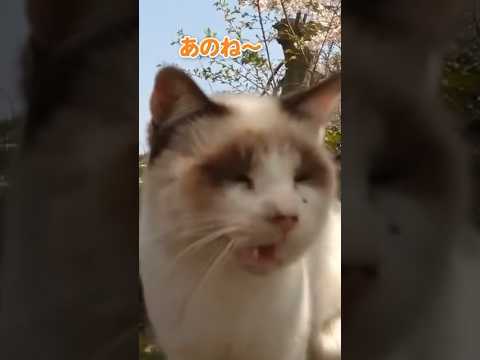可愛い子、続々(YouTube)