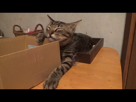 自分だけの箱が気に入り過ぎて離さない子猫(YouTube)