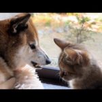 不器用な柴犬と子猫の絡みが可愛すぎます(YouTube)