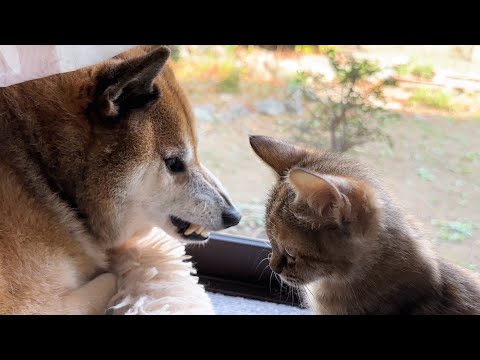 不器用な柴犬と子猫の絡みが可愛すぎます(YouTube)