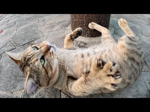 マイペースな流浪猫がやって来て、濃淡茶トラ猫コンビがビビりまくる(YouTube)