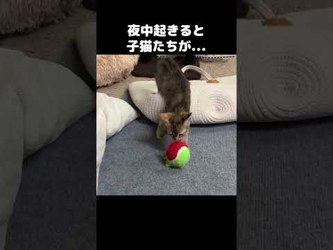 深夜に起きるとなぜか子猫たちが大暴れモードに…　#shorts(YouTube)