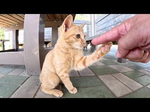 茶トラ子猫が握手と間違えるくらい可愛い猫パンチで攻撃してきた(YouTube)