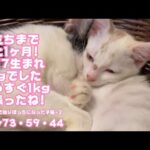 巣立ちまであと1ヶ月 70gから頑張りました！ 生後1日で独りぼっちになった子猫+2   Day73・59・44  【2023 10 30-1 】(YouTube)