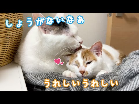 とても甘え上手になった子猫トロくん(YouTube)