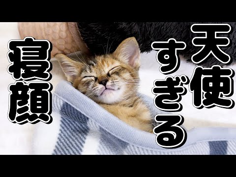可愛すぎる子猫の寝顔に一日の疲れが取れて癒されてしまう飼い主(YouTube)