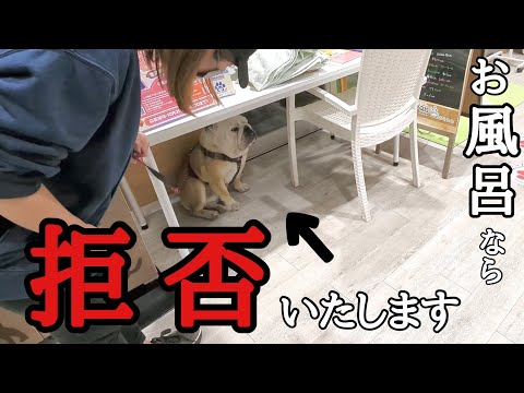 1年ぶりのマイクロバブルお風呂を断固拒否して机の下に籠城するブルドッグがこちら！(YouTube)