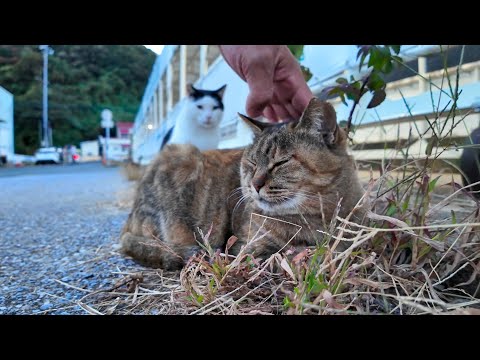 夕方のフェリー乗り場桟橋で佇む猫たちをナデナデしてきた(YouTube)