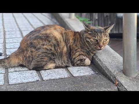 感動猫動画 のライブ配信(YouTube)