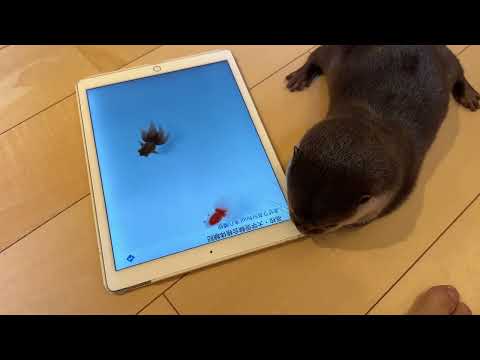 カワウソと金魚が出会ってしまった…！ An otter and a goldfish have met..!(YouTube)
