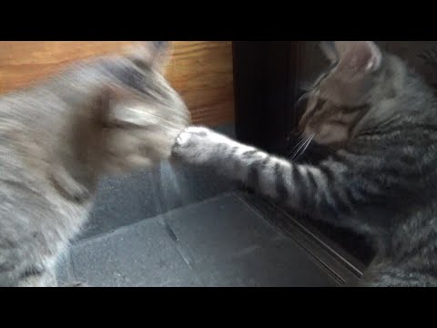 子猫を許そうとした姐さん猫だが・・・(YouTube)