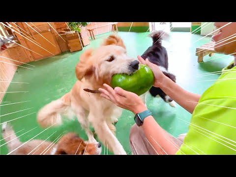冬瓜あげたら犬のテンションが跳ね上がったww(YouTube)