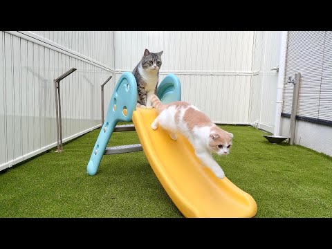 庭にすべり台を設置したら猫たちが大喜びでこうなりましたw(YouTube)