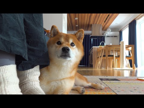 柴犬ハチに唐突に魔法の言葉を唱えたら可愛すぎる結果に。。(YouTube)
