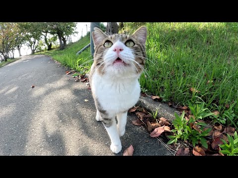 少しくたびれた声で鳴きながら甘えてくるキジシロ猫が可愛すぎる(YouTube)