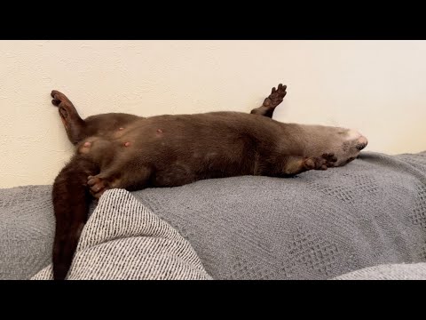 人前で堂々とヘソを見せつけて眠りに入ろうとするカワウソ An otter tries to go to sleep with its belly button proudly on display(YouTube)