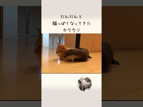 猫っぽくなってきたカワウソ  Otter like a cat(YouTube)