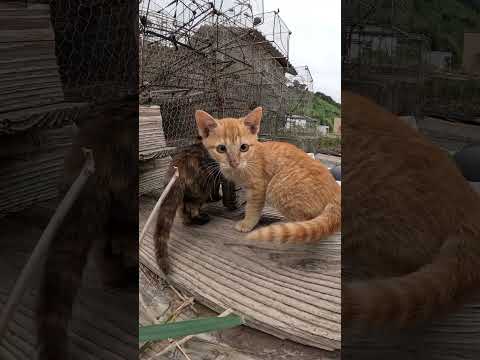 可愛い猫パンチで攻撃してくる子猫達　 #猫 #野良猫 #野郎が撮った猫動画(YouTube)