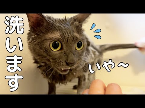 怖がりながらも文句の多いハムちゃんのシャンプータイム！(YouTube)
