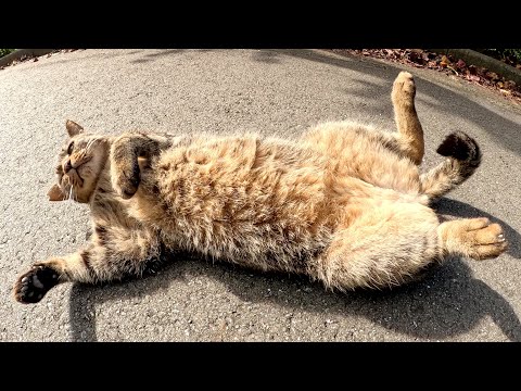 人懐っこいキジトラ猫が体をビヨーンと伸ばして思う存分モフらせてくれた(YouTube)