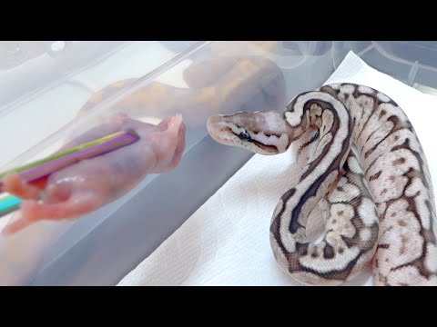 孵化した蛇の赤ちゃんに初めて餌やりをしてみます(YouTube)