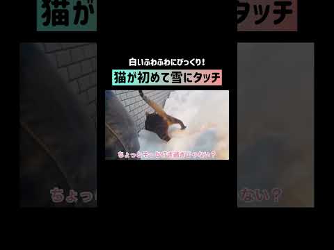 積もった雪にズボズボする猫さん #shorts(YouTube)