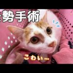 ついに子猫トロくん去勢手術へ行ってきます！！！(YouTube)