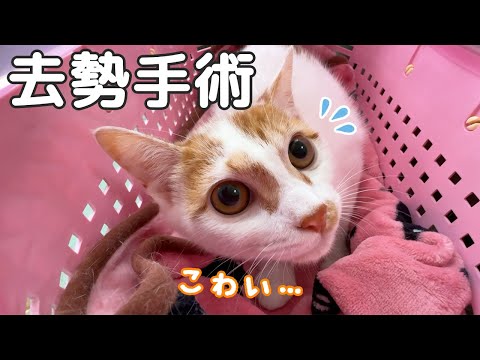 ついに子猫トロくん去勢手術へ行ってきます！！！(YouTube)