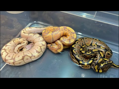 卵から出てきた(YouTube)