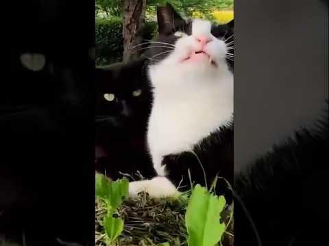 ぴっとりと寄り添う猫ちゃん #shorts(YouTube)