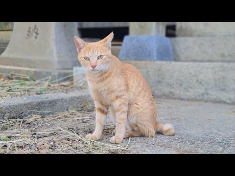 感動猫動画 のライブ配信(YouTube)