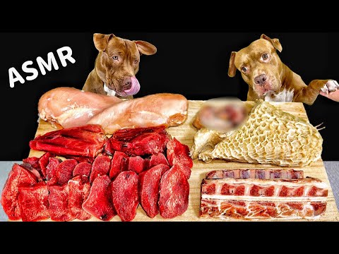 骨をボリボリ噛み砕く咀嚼音がクセになる【ピットブルのASMR】(YouTube)