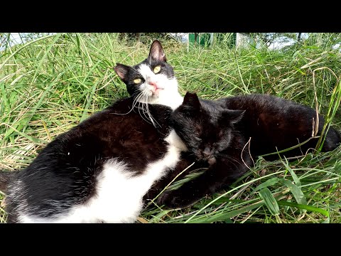 仲良しのハチワレ猫と黒猫が草むらの中でバグしながらお昼寝する(YouTube)