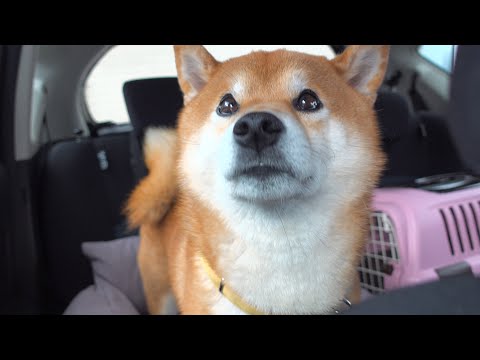 唐突に病院行きが決定‥すると柴犬は目に涙を浮かばせました。。(YouTube)