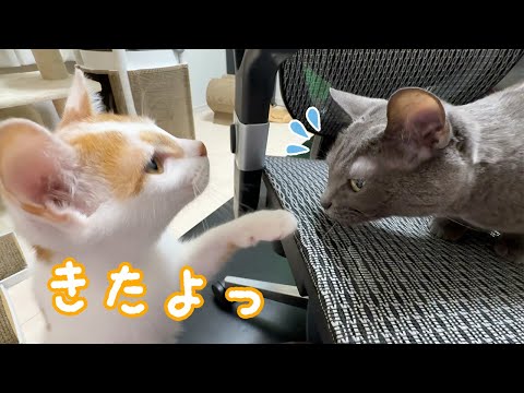 まだまだ距離がある先住猫ハムと子猫トロ(YouTube)