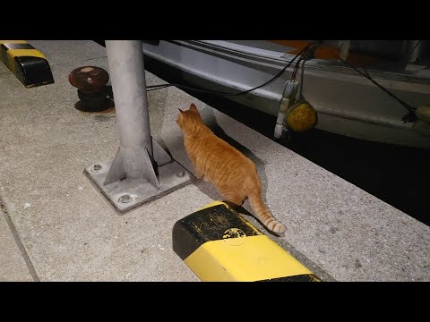 感動猫動画 のライブ配信(YouTube)