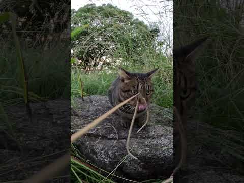 草むらに隠れる猫がカメラを猫パンチで攻撃してきた #猫 #野良猫 #野郎が撮った猫動画(YouTube)
