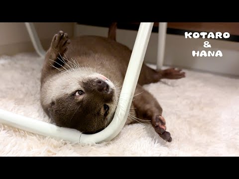 死んだふりして飼い主を驚かそうとするカワウソ　My Otter Playing Dead(YouTube)