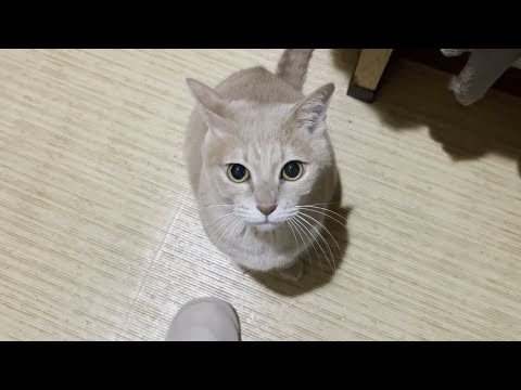 お父さんに鳴きながら甘える猫に邪魔をするKYな猫(YouTube)