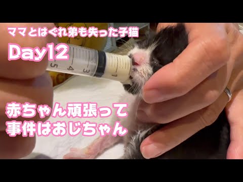 赤ちゃんは頑張ってます 事件はおじさんが起こします ママとはぐれ弟も失った子猫 Day12 【 2023 10 24-1】(YouTube)