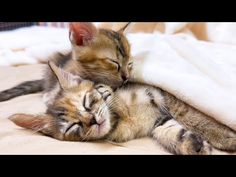 天使のような寝顔で飼い主の毛布で寝ていく子猫たちが可愛すぎる…！(YouTube)