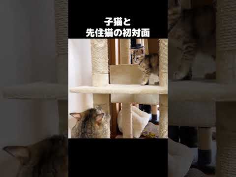 子猫と先住猫が初対面をすると…　#shorts(YouTube)