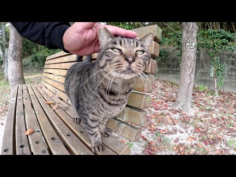 キジトラ猫とサビ猫がベンチに座って順番にモフられる(YouTube)