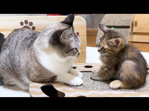 見つめる距離が近すぎて固まる子猫たち【子猫とお姫様猫ご対面3回目】(YouTube)