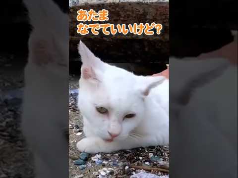 ツンデレすぎる猫が可愛い #shorts(YouTube)
