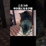 こたつの中で子猫と先住猫が集まる様子が幸せ　#shorts(YouTube)