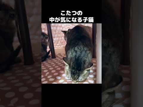 こたつの中で子猫と先住猫が集まる様子が幸せ　#shorts(YouTube)