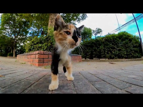 【今週の感動猫動画】今週撮った短い未公開動画まとめて公開-unreleased video of this week-2023/10/1w(YouTube)